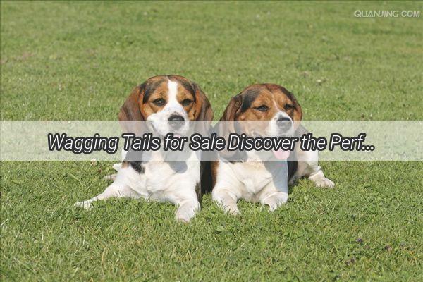 Wagging Tails for Sale Discover the Perfect Companions Outside the Kennel